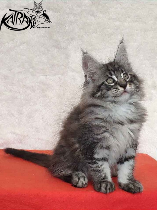 Katran Orion - Kitten maine-coon 2 months