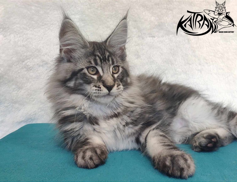 Katran Orion - Kitten maine-coon 3 months