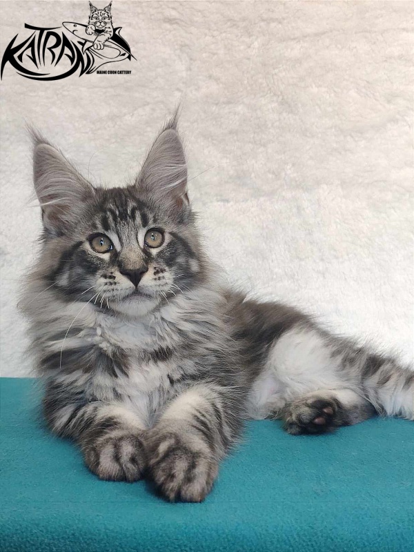 Katran Orion - Kitten maine-coon 3 months