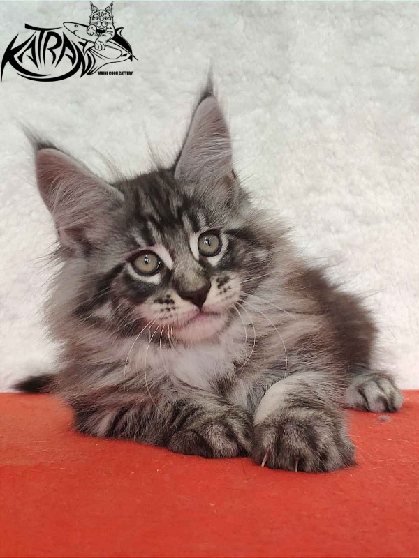Katran Orion - Kitten maine-coon 2 months