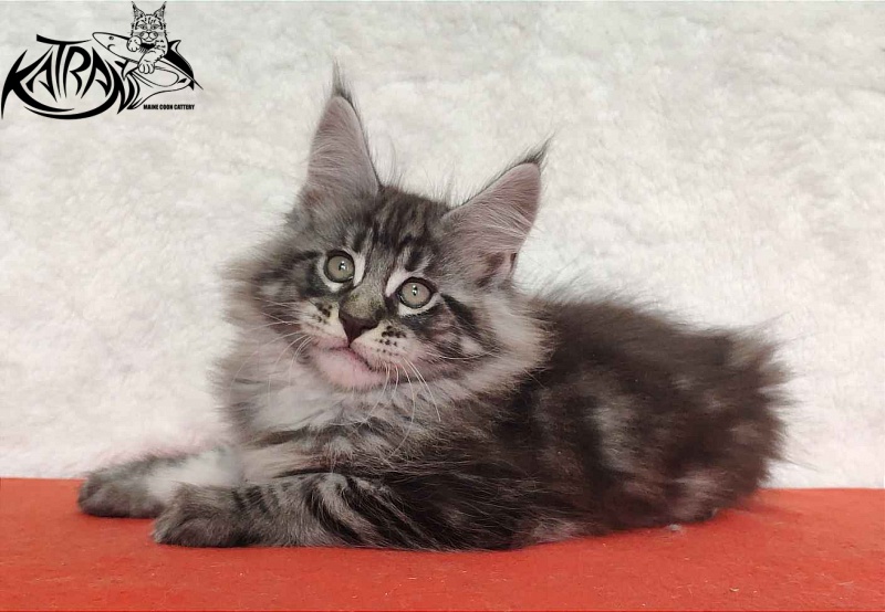 Katran Orion - Kitten maine-coon 2 months