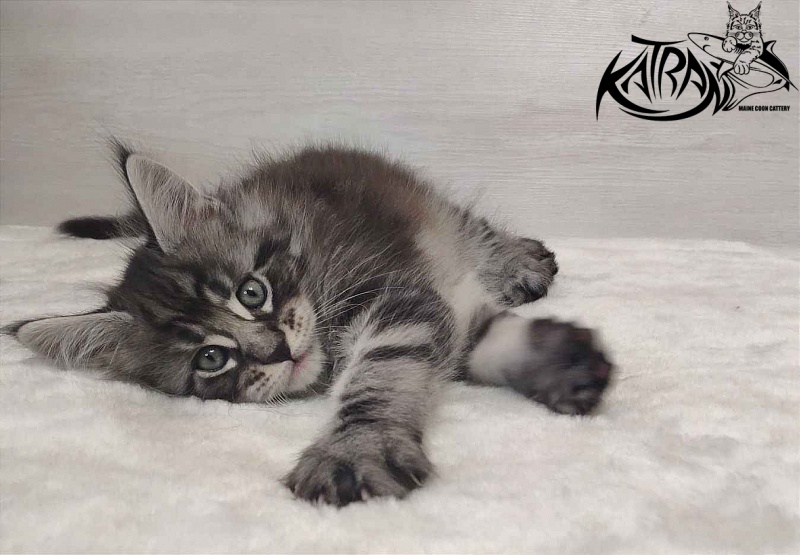 Katran Orion - Kitten maine-coon 1 month 2 weeks