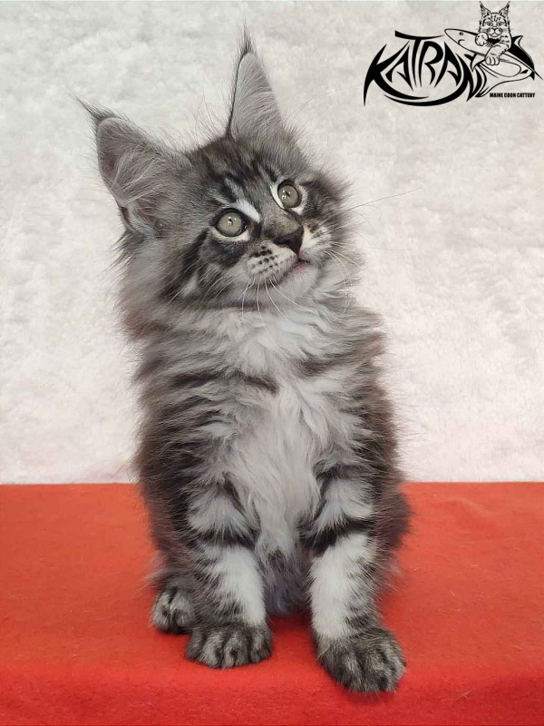 Katran Orion - Kitten maine-coon 2 months