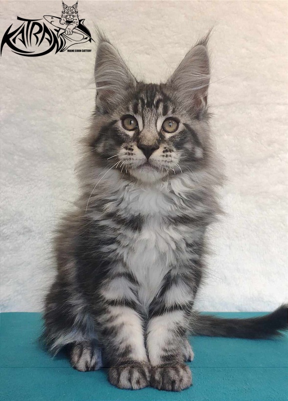 Katran Orion - Kitten maine-coon 3 months
