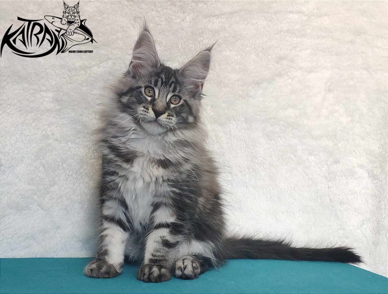 Katran Orion - Kitten maine-coon 3 months