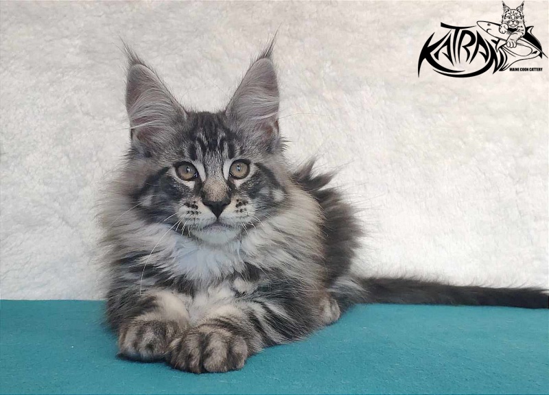 Katran Orion - Kitten maine-coon 3 months