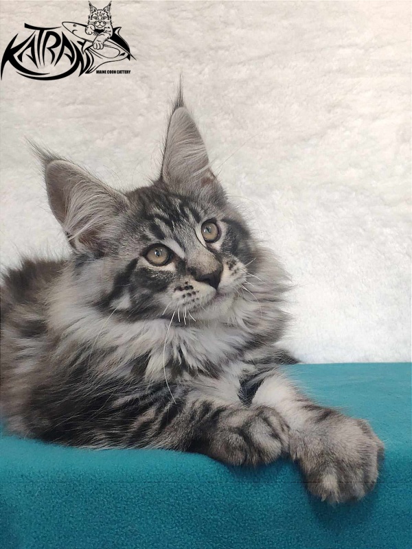 Katran Orion - Kitten maine-coon 3 months