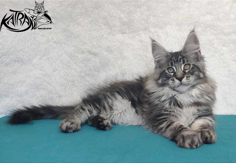 Katran Orion - Kitten maine-coon 3 months