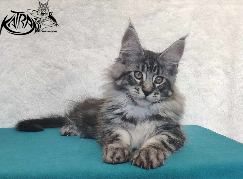 Katran Orion - Kitten maine-coon 3 months