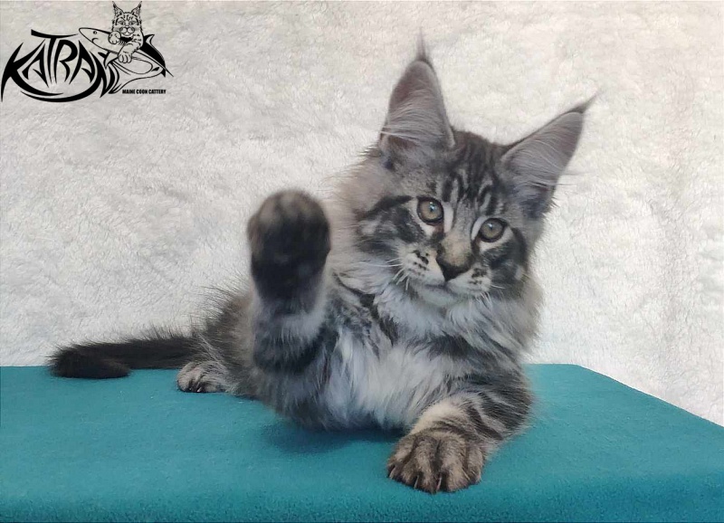 Katran Orion - Kitten maine-coon 3 months