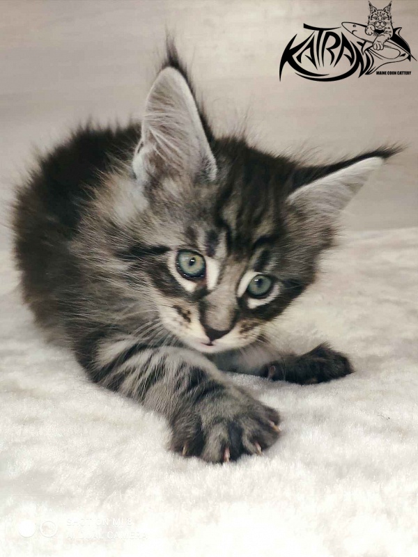 Katran Orion - Kitten maine-coon 1 month 2 weeks