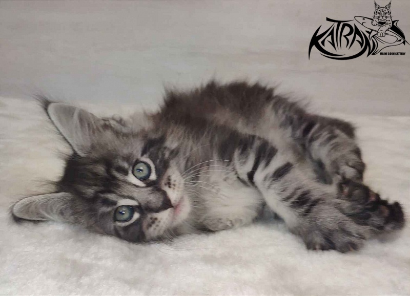 Katran Orion - Kitten maine-coon 1 month 2 weeks