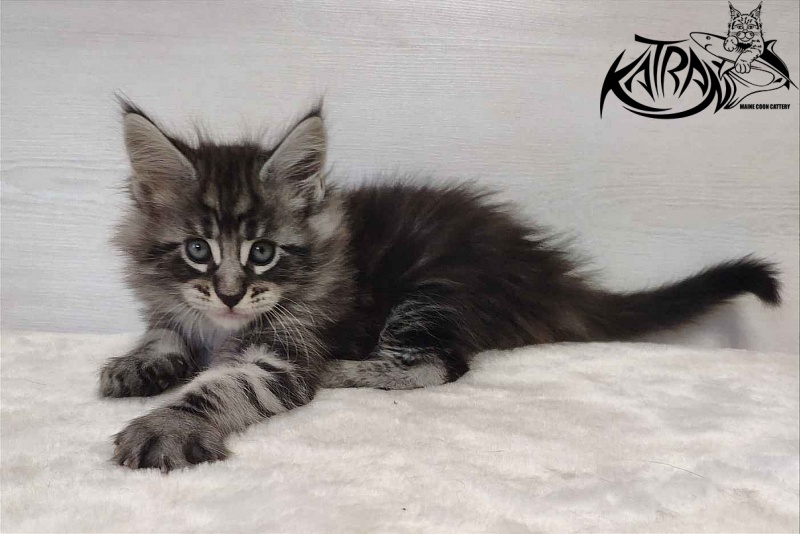 Katran Orion - Kitten maine-coon 1 month 2 weeks