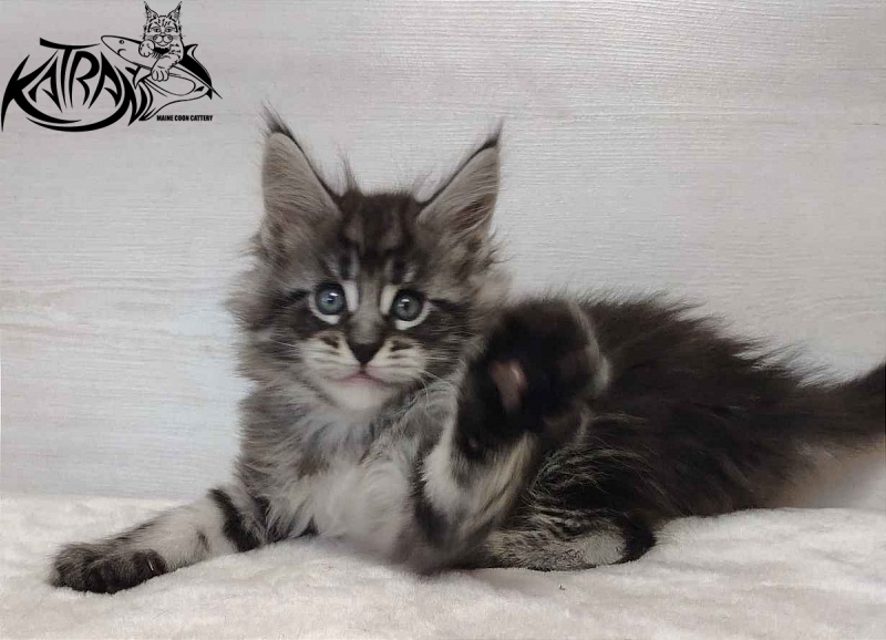 Katran Orion - Kitten maine-coon 1 month 2 weeks