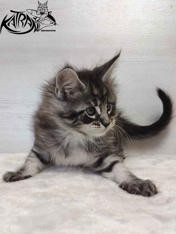 Katran Orion - Kitten maine-coon 1 month 2 weeks