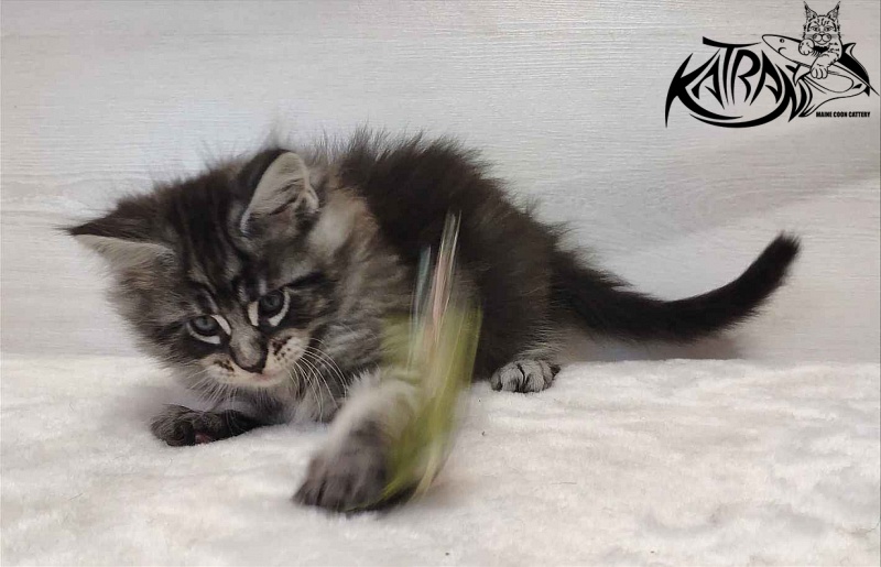 Katran Orion - Kitten maine-coon 1 month 2 weeks