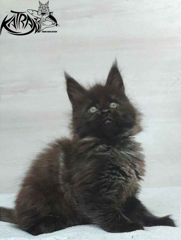 Katran Oscar - Kitten maine-coon 1 month 2 weeks