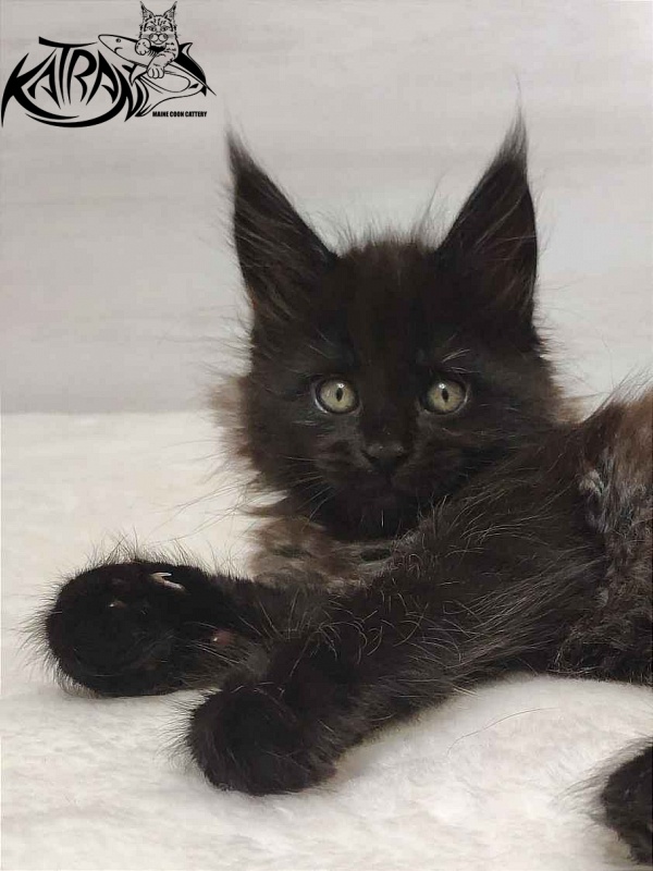 Katran Oscar - Kitten maine-coon 1 month 2 weeks