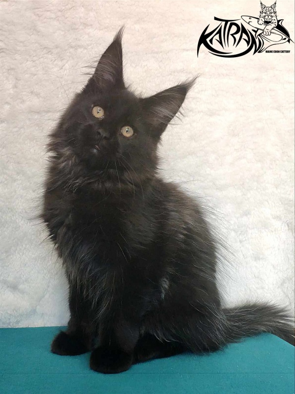 Katran Oscar - Kitten maine-coon 3 months