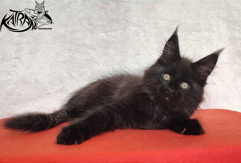 Katran Oscar - Kitten maine-coon 2 months