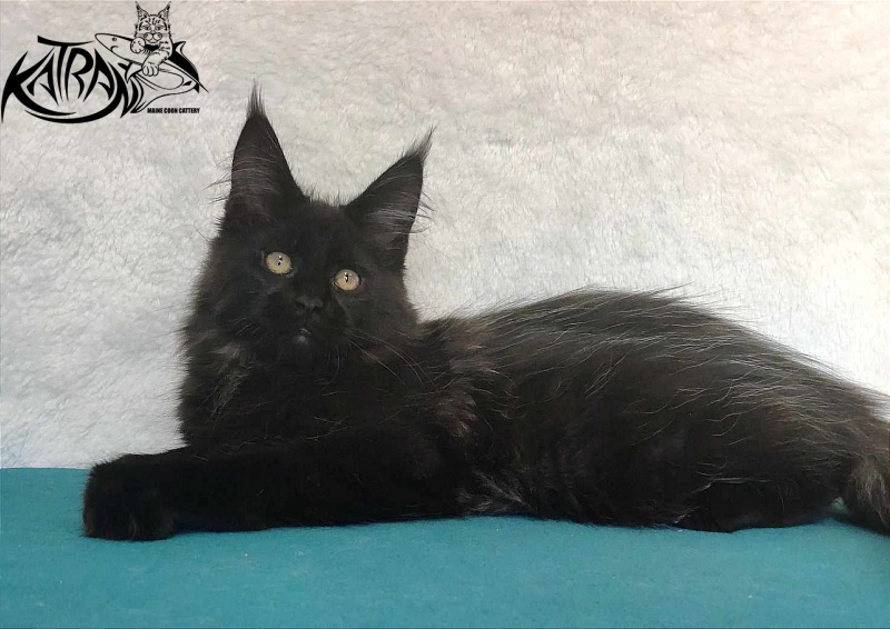 Katran Oscar - Kitten maine-coon 3 months