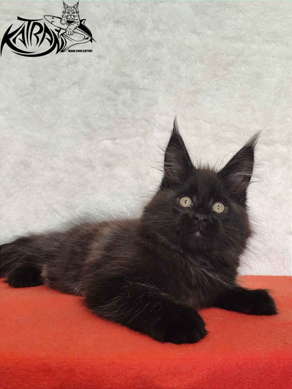 Katran Oscar - Kitten maine-coon 2 months