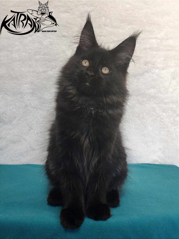 Katran Oscar - Kitten maine-coon 3 months
