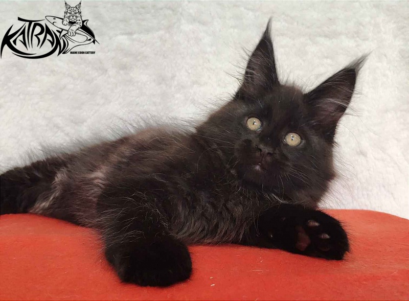 Katran Oscar - Kitten maine-coon 2 months