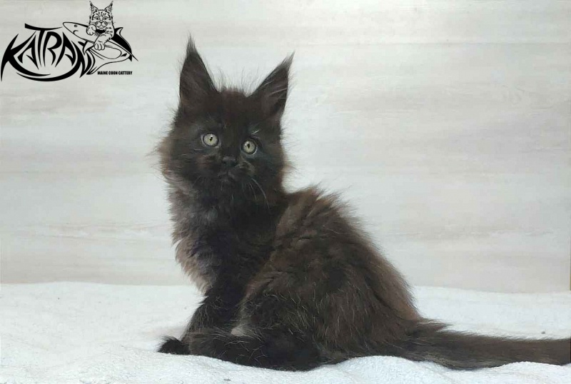 Katran Oscar - Kitten maine-coon 1 month 2 weeks