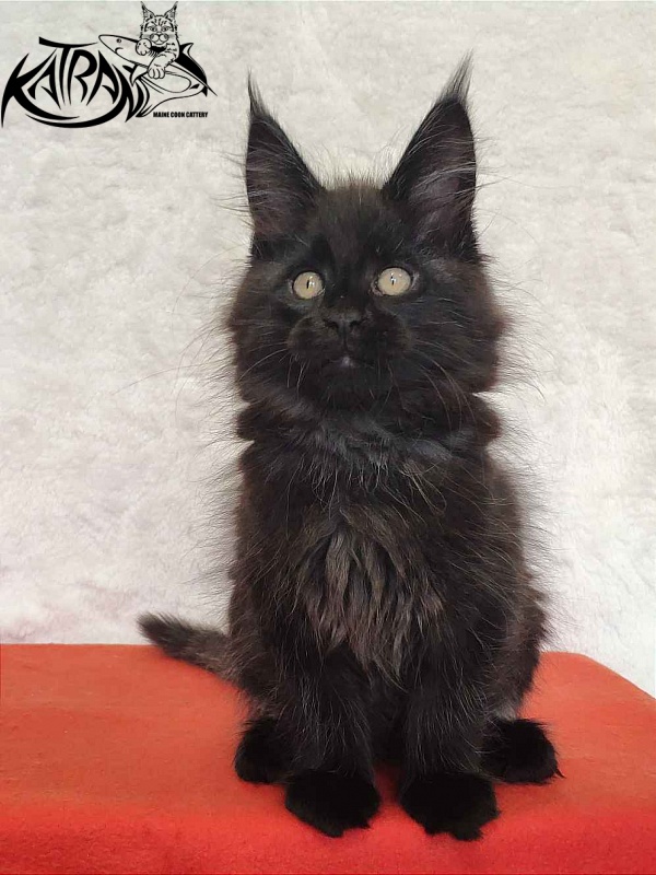 Katran Oscar - Kitten maine-coon 2 months