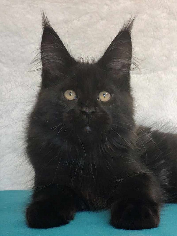 Katran Oscar - Kitten maine-coon 3 months