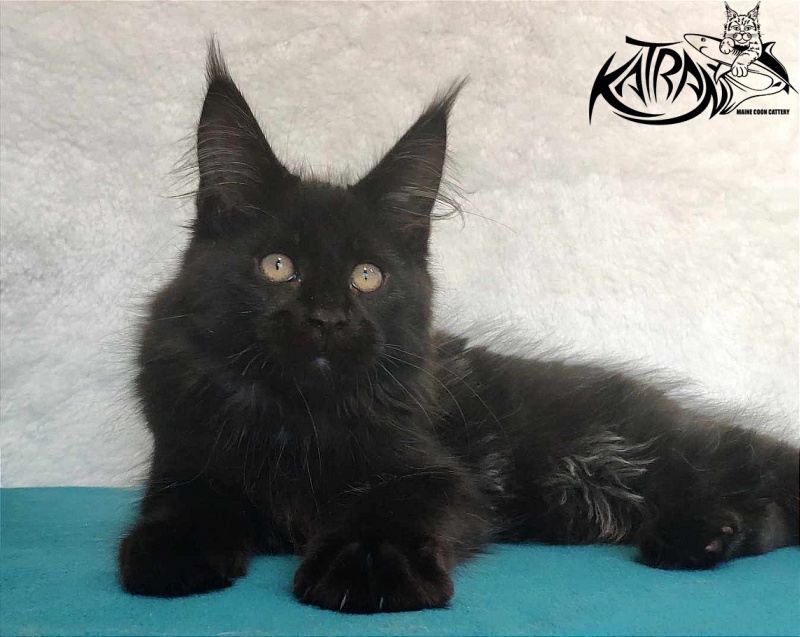 Katran Oscar - Kitten maine-coon 3 months