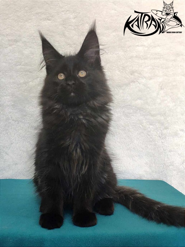 Katran Oscar - Kitten maine-coon 3 months