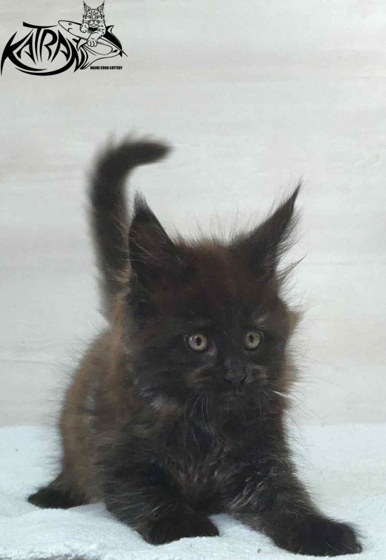 Katran Oscar - Kitten maine-coon 1 month 2 weeks