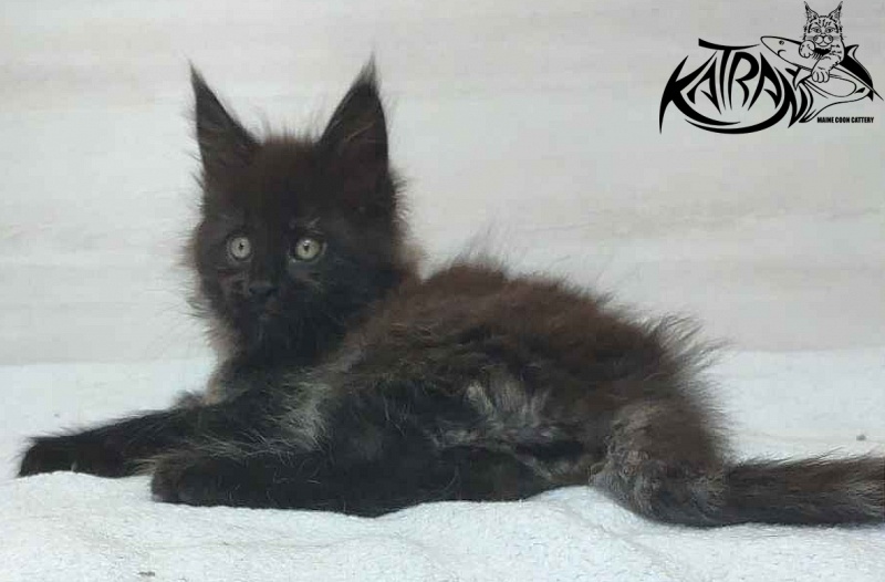 Katran Oscar - Kitten maine-coon 1 month 2 weeks