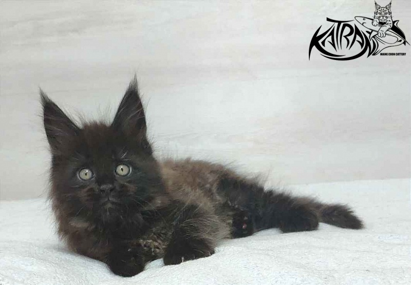 Katran Oscar - Kitten maine-coon 1 month 2 weeks