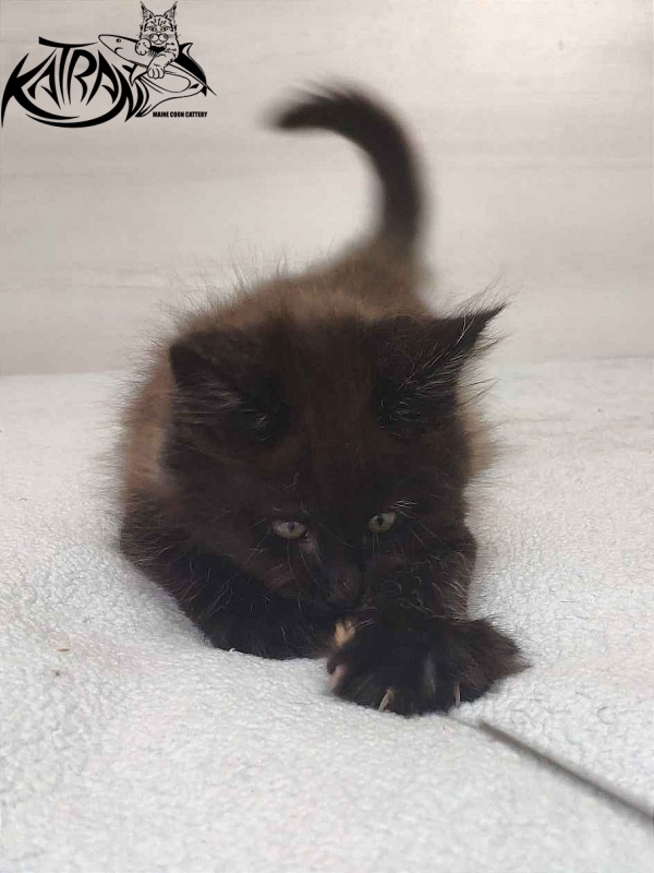 Katran Oscar - Kitten maine-coon 1 month 2 weeks