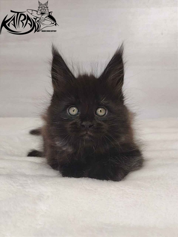 Katran Oscar - Kitten maine-coon 1 month 2 weeks