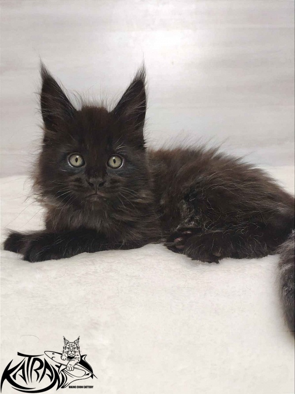 Katran Oscar - Kitten maine-coon 1 month 2 weeks