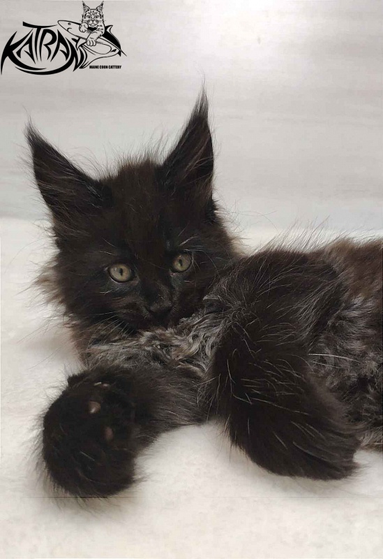 Katran Oscar - Kitten maine-coon 1 month 2 weeks