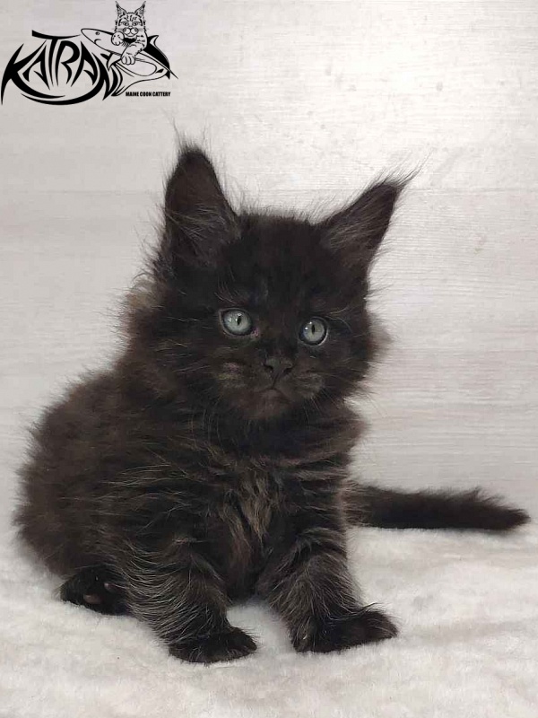 Katran Ostin - Kitten maine-coon 1 month 2 weeks