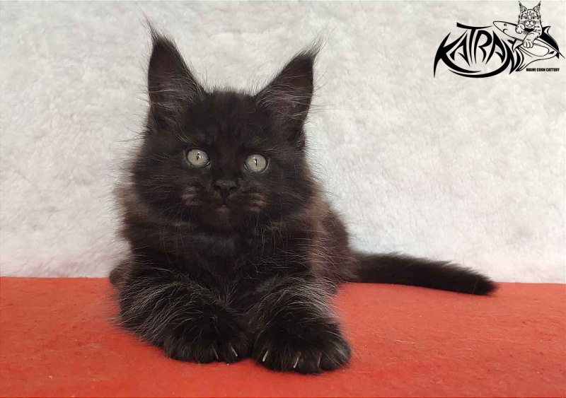 Katran Ostin - Kitten maine-coon 2 months
