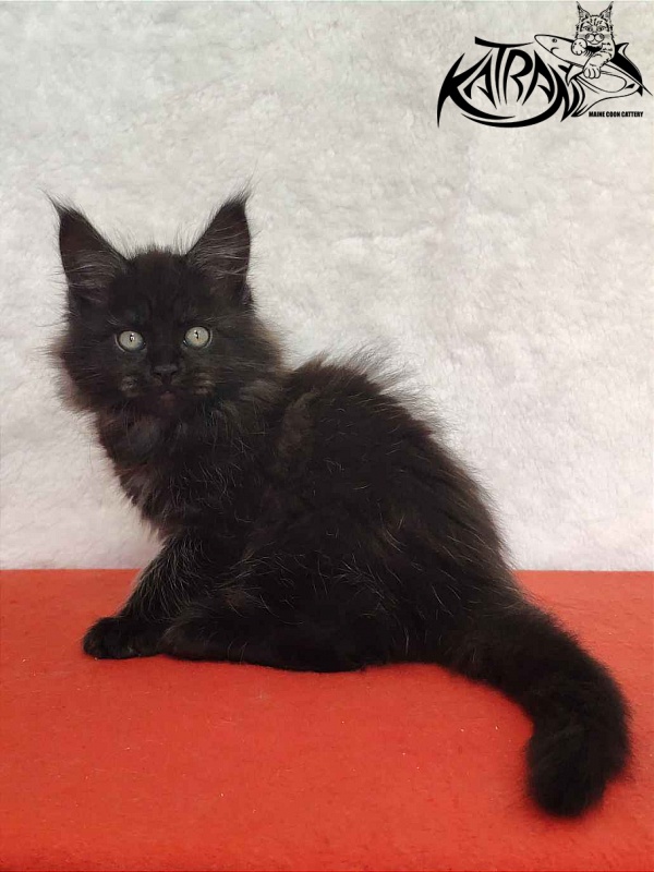 Katran Ostin - Kitten maine-coon 2 months