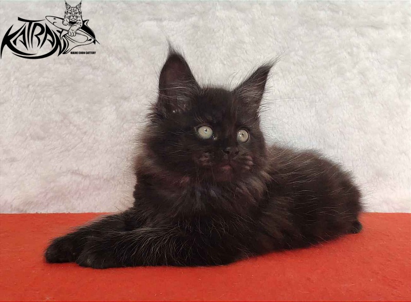 Katran Ostin - Kitten maine-coon 2 months