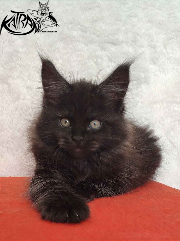 Katran Ostin - Kitten maine-coon 2 months