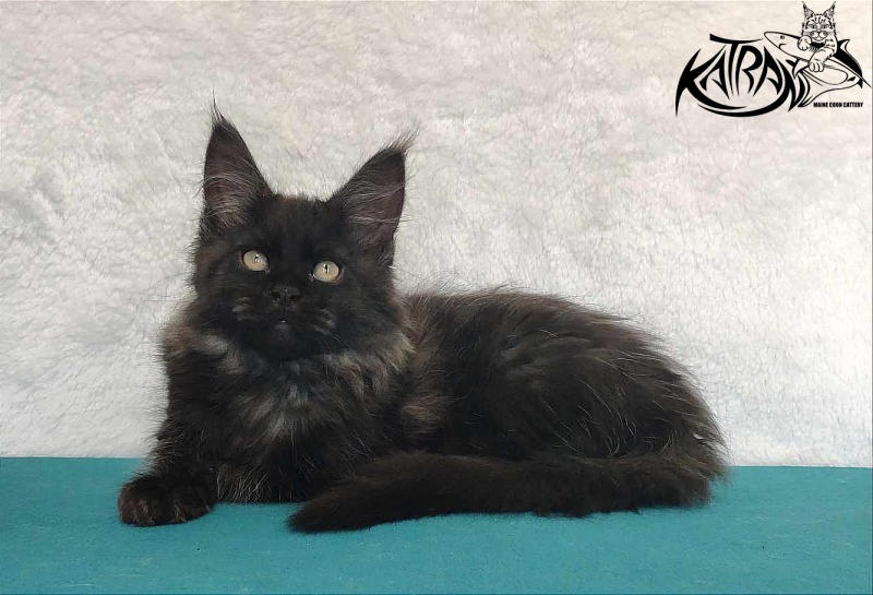 Katran Ostin - Kitten maine-coon 3 months