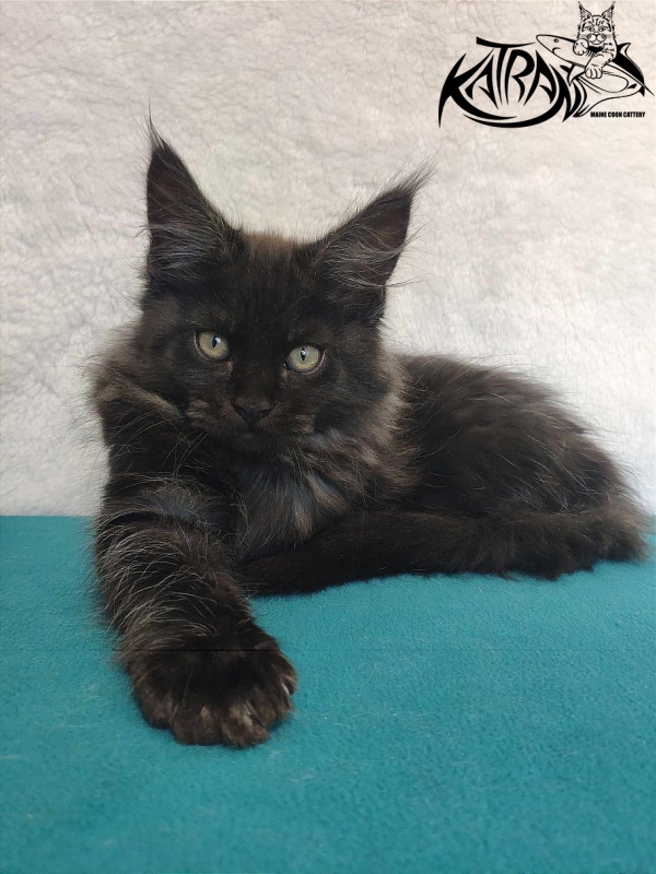 Katran Ostin - Kitten maine-coon 3 months