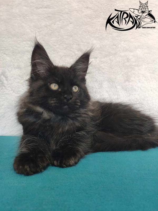 Katran Ostin - Kitten maine-coon 3 months