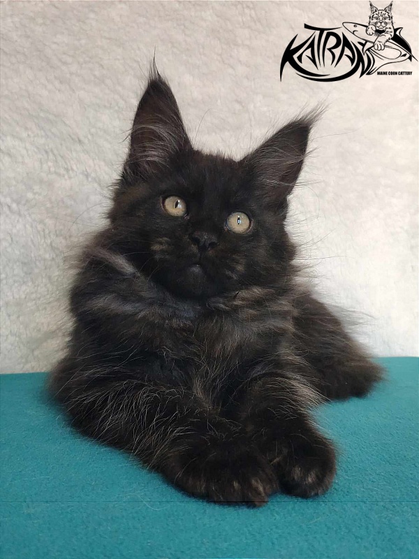 Katran Ostin - Kitten maine-coon 3 months