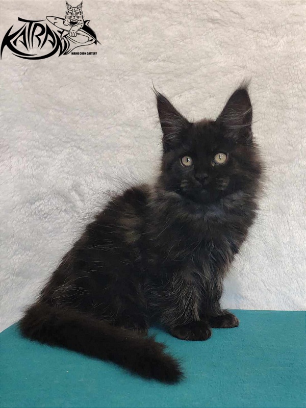 Katran Ostin - Kitten maine-coon 3 months